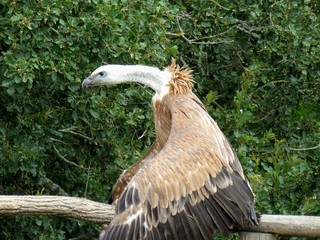 vautour