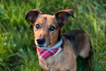 Portrait of a Terrier Dachshund Mix