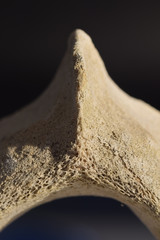 Macro image of a whale vertebrae