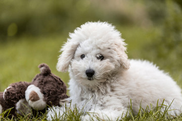 Portrait of a white Poodle puppy