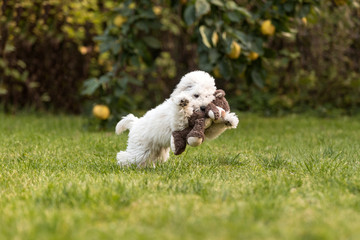 Naklejka na ściany i meble White Poodle puppy playing in the garden