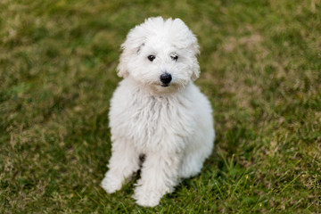 Portrait of a white Poodle puppy