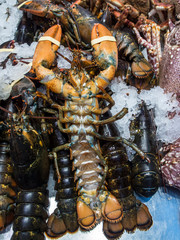 lobster in market