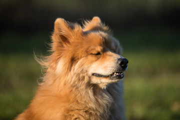 Fototapeta na wymiar Eurasian dog