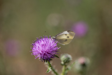 butterfly, environment, protection, diversity