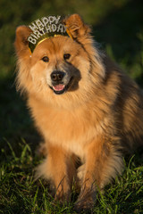 Fototapeta na wymiar Young Eurasian male dog with happy birthday hair ripe