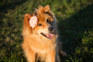 Fototapeta na wymiar Portrait of a young Eurasian dog with flower