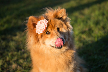 Obraz na płótnie Canvas Portrait of a young Eurasian dog with flower