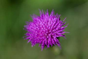 Milk thistle