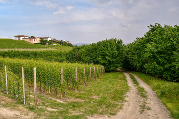 Fototapeta na wymiar Scenic view of a vineyard hill with a borough on the top and a country lane among hazel trees, Roddi d'Alba, Langhe, Piedmont, Italy