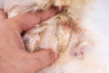 Vet examining dog body skin with bad yeast fungal infection