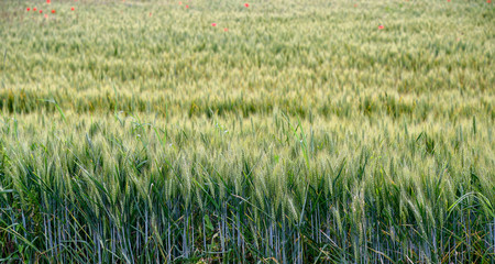 Close-up of a wheat field still green in springtime, Piedmont, Italy