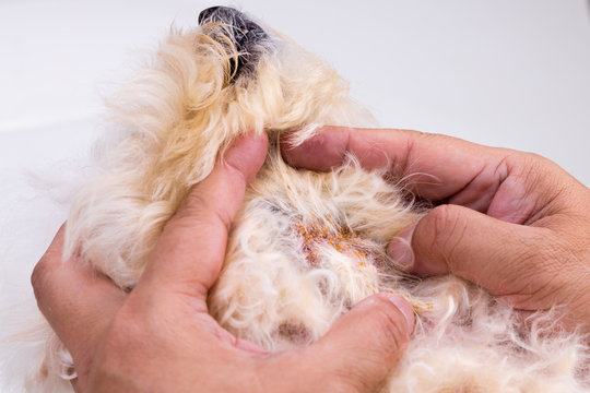 Vet examining dog body skin with bad yeast fungal infection