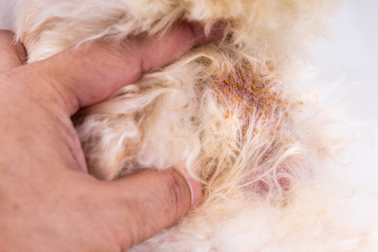 Vet Examining Dog Body Skin With Bad Yeast Fungal Infection