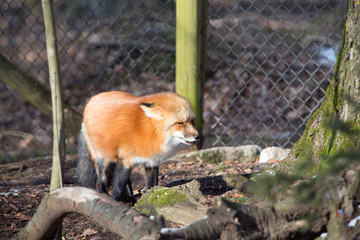 Orange fox