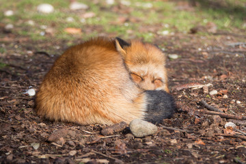 Sleeping fox