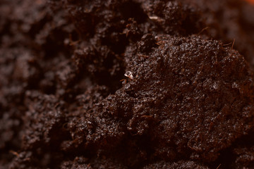Ground for plant close up. selective focus. Concept ecology