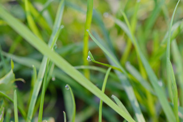 Dew drops on bright green blades of grass