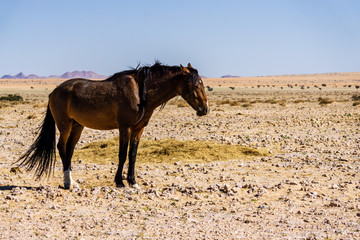 Wild horse gallop in the barren desert of Namibia.