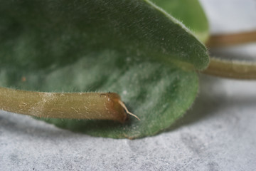 Close up of tiny viola in DIY concrete pots. the concept of home comfort