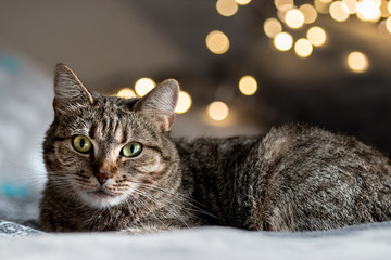 cat with lights