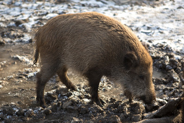 Wild boar in wintertime