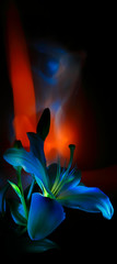 Flower and bud, pistil and stamens of white lily painted by multicolored light on a colorful background, improvisation with orange, blue and white light on a black background