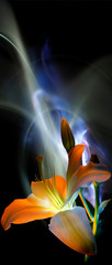 Flower and bud, pistil and stamens of white lily painted by multicolored light on a colorful background, improvisation with blue, lilac  and white light on a black background