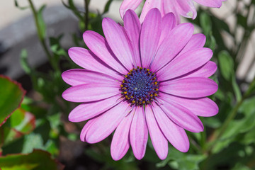 Obraz premium Marguerites