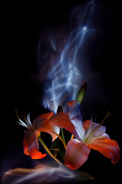 Flowers and buds, pistils and stamens of white lilies, painted by light on a colorful background, improvisation with blue and white light on a black background