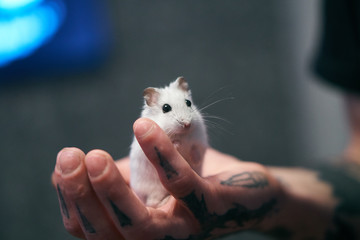 home white hamster stands on the palm of your hand. cute pet in a tattooed, male hand.