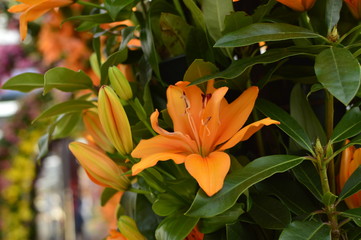 flowers in the garden