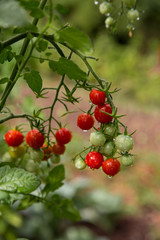 Tomates Cerises