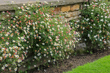 Spanisches Gänseblümchen (Erigeron karvinskianus)
