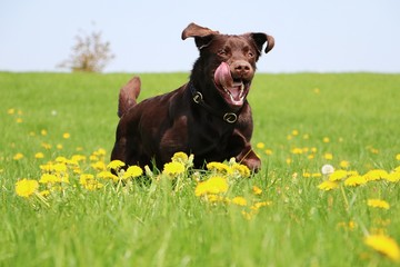 funny brown labrador is running on a field with dandelions