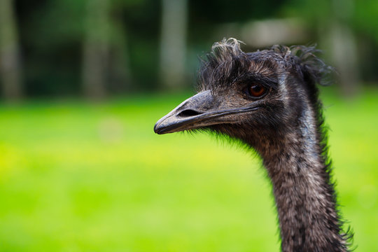Close-up of Australian Emu (Dromaius novaehollandiae), view of an Emu's head