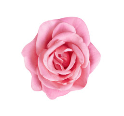 Top view colorful pink or purple rose flowers blooming isolated on white background with clipping path , ,beautiful natural patterns