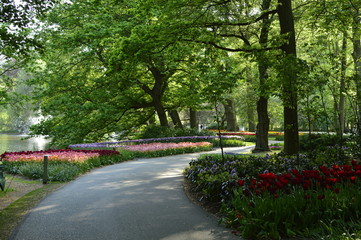 flowers in the garden