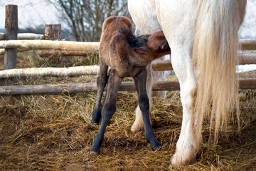 The little foal sucks milk from the mare in the stable closeup