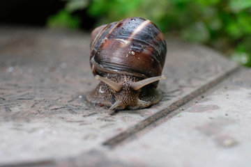 snail, shell, animal, nature, slow, garden, slimy, brown, snails, macro, isolated, mollusk, white, fauna, slug, animals, pest, spiral, close-up, helix, green, mollusc, closeup, crawling, slime