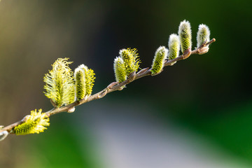 The first spring gentle leaves, buds and branches macro background