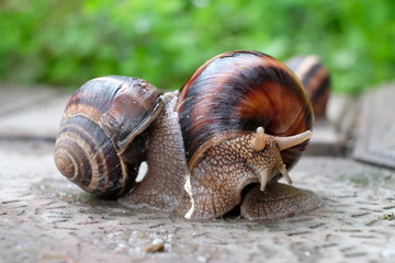 snail, shell, animal, nature, slow, garden, slimy, brown, snails, macro, isolated, mollusk, white, fauna, slug, animals, pest, spiral, close-up, helix, green, mollusc, closeup, crawling, slime