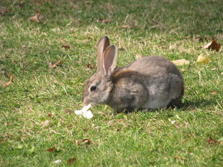 rabbit on the grass