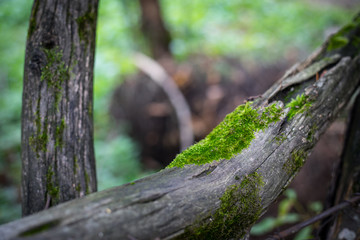 Cracked bark of the old tree overgrown with green moss in autumn forest. Selective focus. Azerbaijan