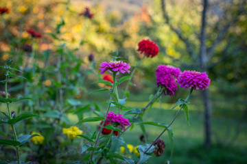 Beautiful flower close up in the garden at the evening time.