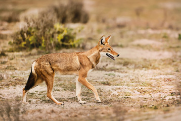 Close up of a rare and endangered Ethiopian wolf