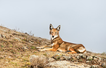 Close up of endangered Ethiopian wolf