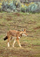 Close up of a rare and endangered Ethiopian wolf