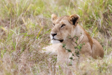 Alert lioness resting in the long grass of the Masai Mara
