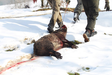 Some hunters drag a freshly boar down on the snow